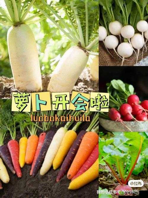 拔萝卜痛又降黄 9.1:独特现象引发关注