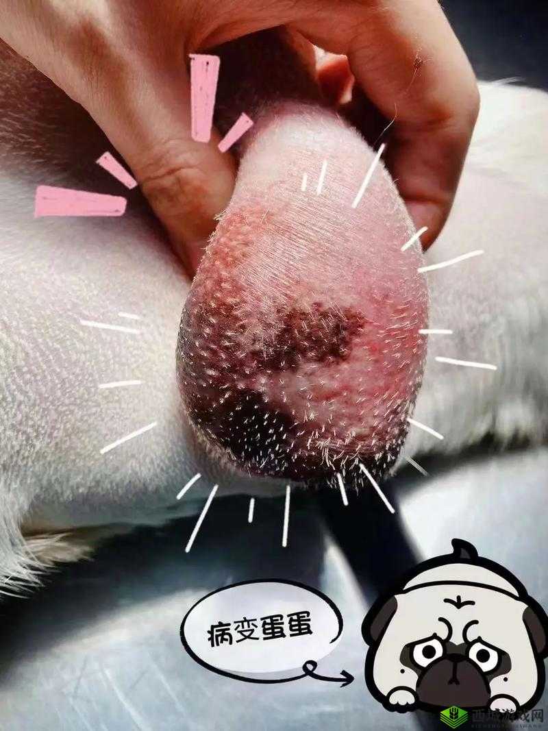蛋蛋立了长什么样子呢:探寻其模样