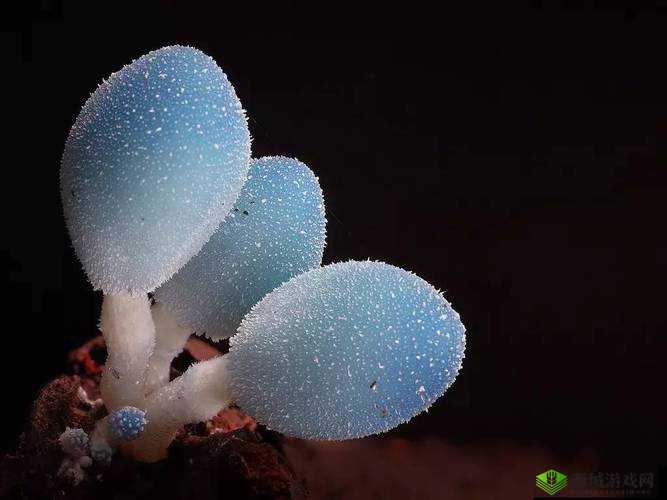 黑色的很粗很大的蘑菇头:探秘其独特形态与生长环境
