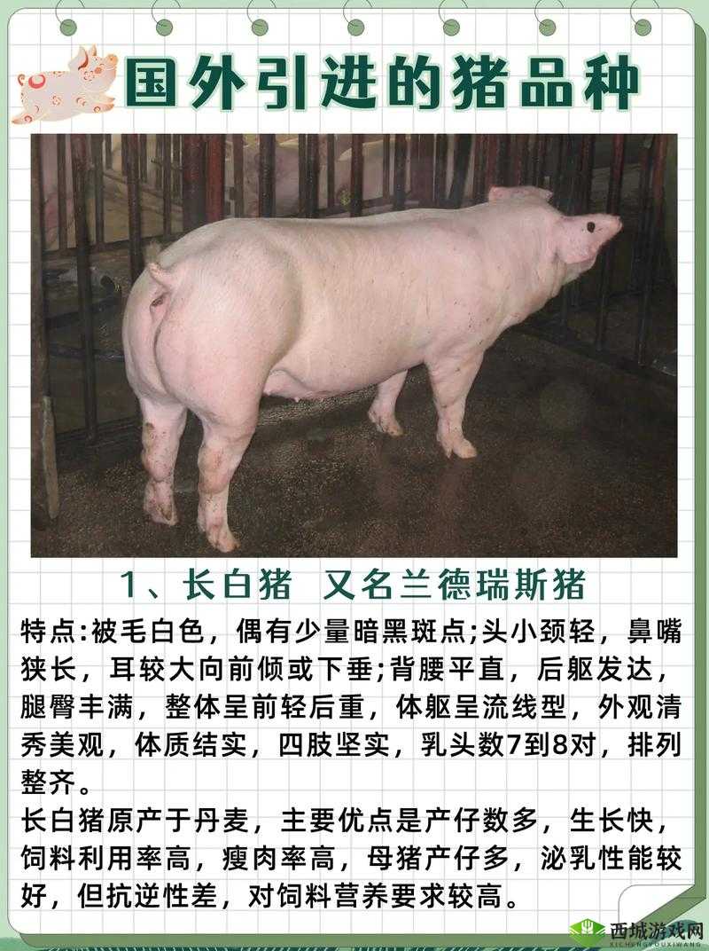 欧美 zooskoolknotty 猪:独特的宠物品种介绍