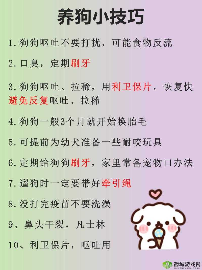 如何让狗狗乖乖听话?三个简单步骤让你成为狗狗心中的王者